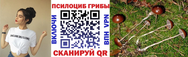 Псилоцибиновые грибы Psilocybe  Щёлкино 
